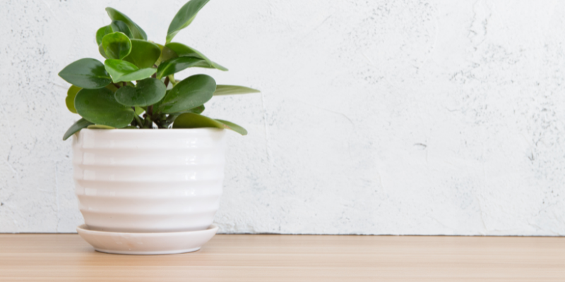 Small green plant in a white pot.