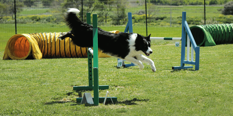 Dog flying over a jump in a dog agility course. (1)