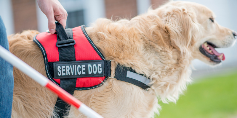 Golden retriever with a "Service Dog" vest accompanied by a person with a sight stick.