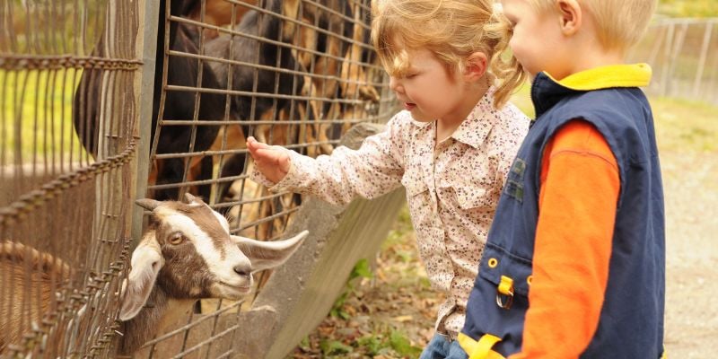 small children petting goats at a farm