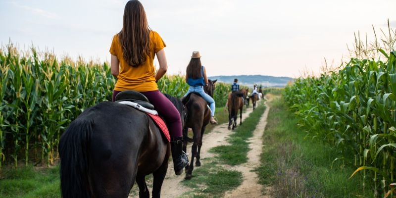 group of people horseback riding through a path in a cornfield