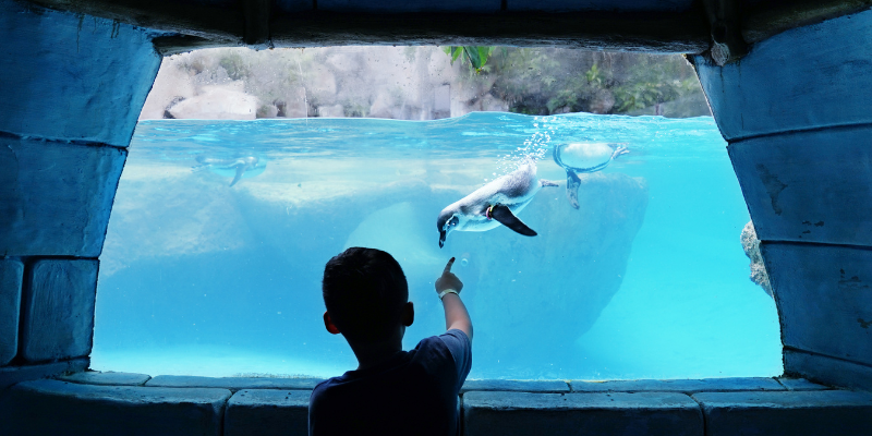 Little boy watching penguin swimming inside aquarium