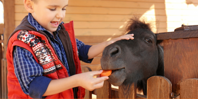 Young boy feeding a pony a carrot in a petting zoo