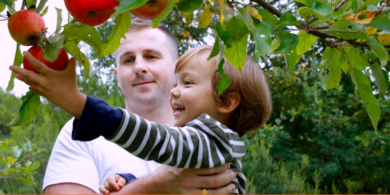 Happy toddler in striped shirt picking apples with dad or uncle in an orchard