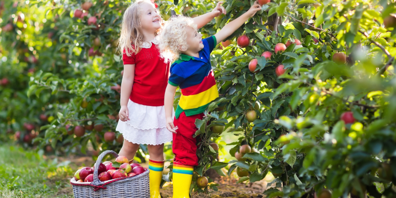 Two smiling children reach to pick apples from a tree next to an overflowing basket of apples