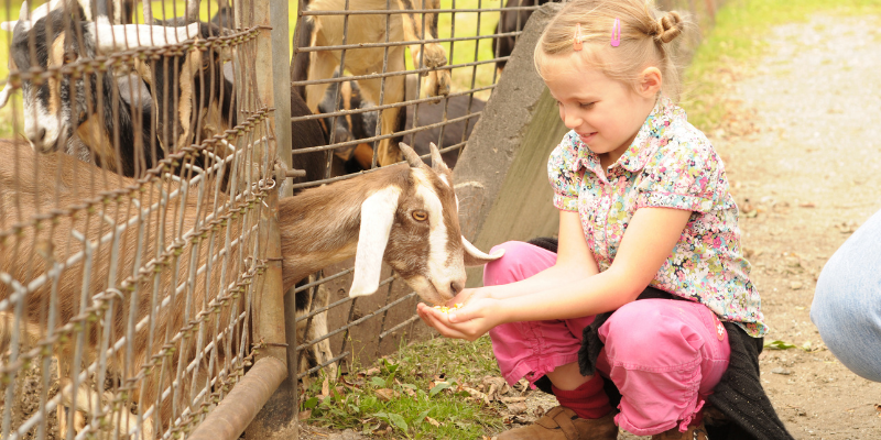 Young girl crouching down to feed goat through the fence