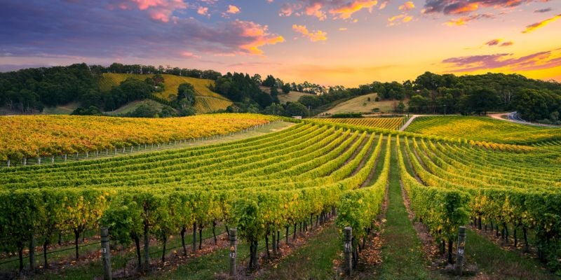 vineyard at sunset  