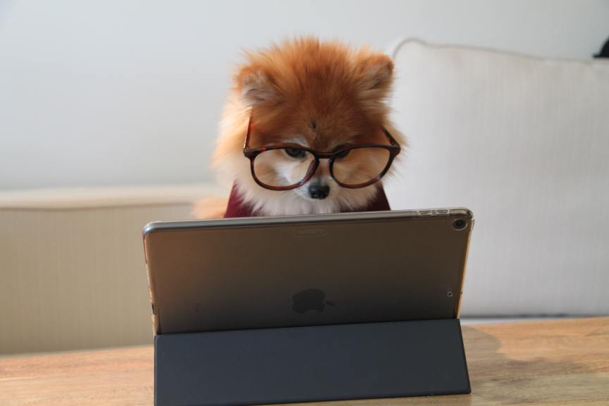 puppy wearing glasses using a tablet computer