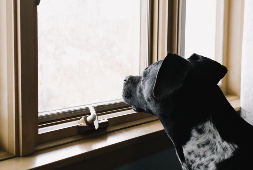 dog looking out the window