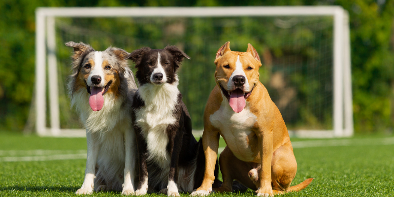 Three dogs sitting on the grass in front of a soccer goal on a sunny day